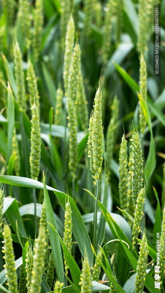 翠绿麦田生机勃勃