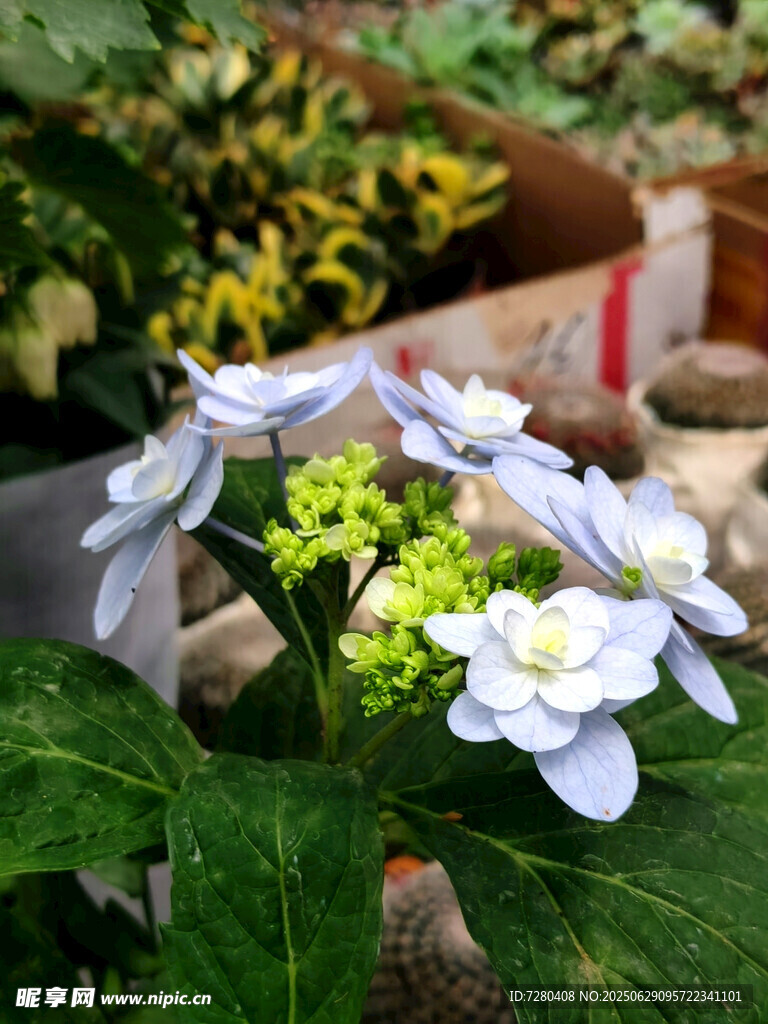 绿叶间绽放的清新花朵