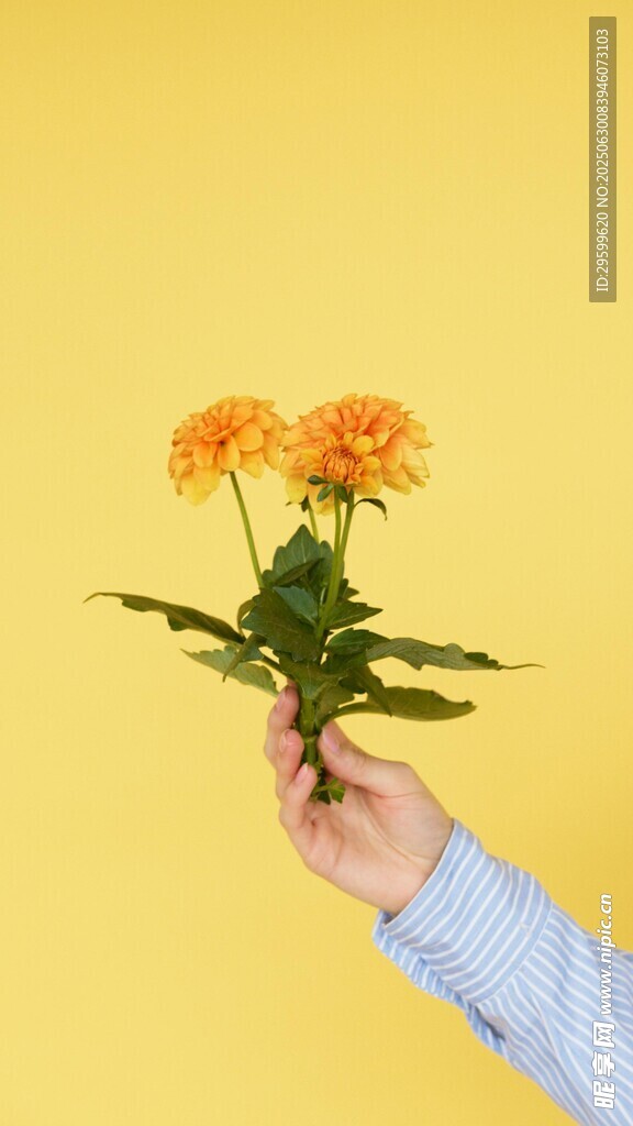 手捧橘色鲜花