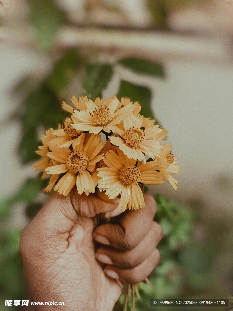 手捧黄色小花