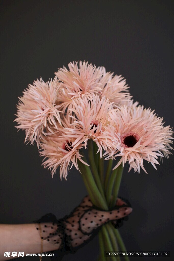 手捧淡粉色非洲菊花朵