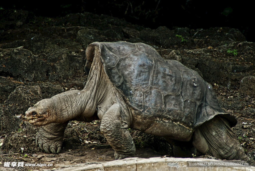 陆地上的大乌龟