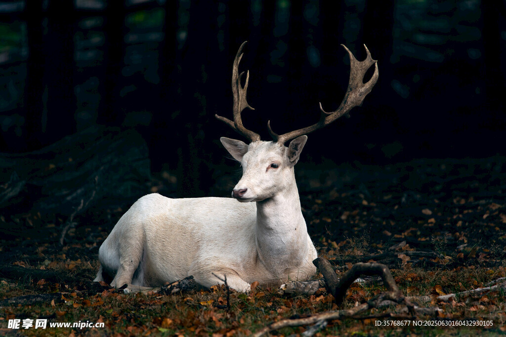 林中休憩的白鹿