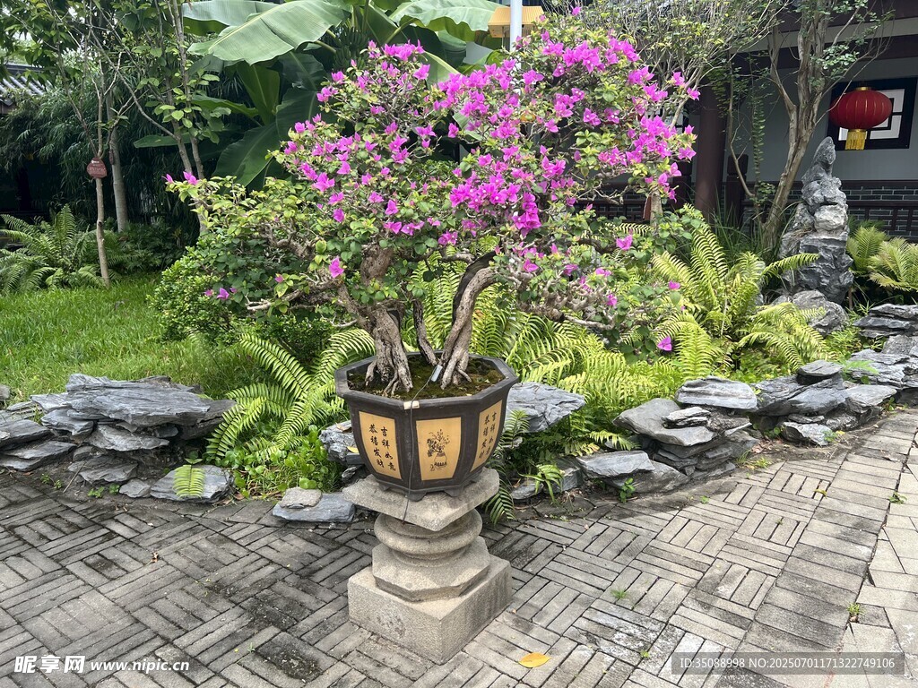 庭院中绽放的盆栽花卉