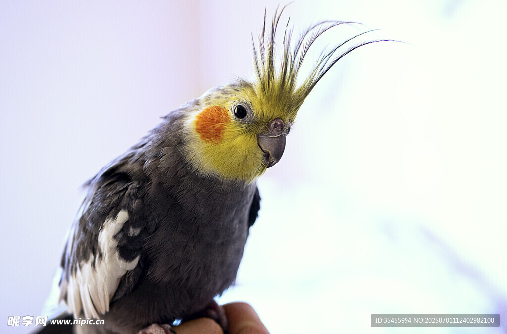 可爱玄凤鹦鹉特写