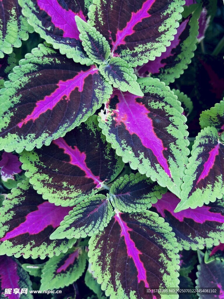 斑斓彩叶草特写