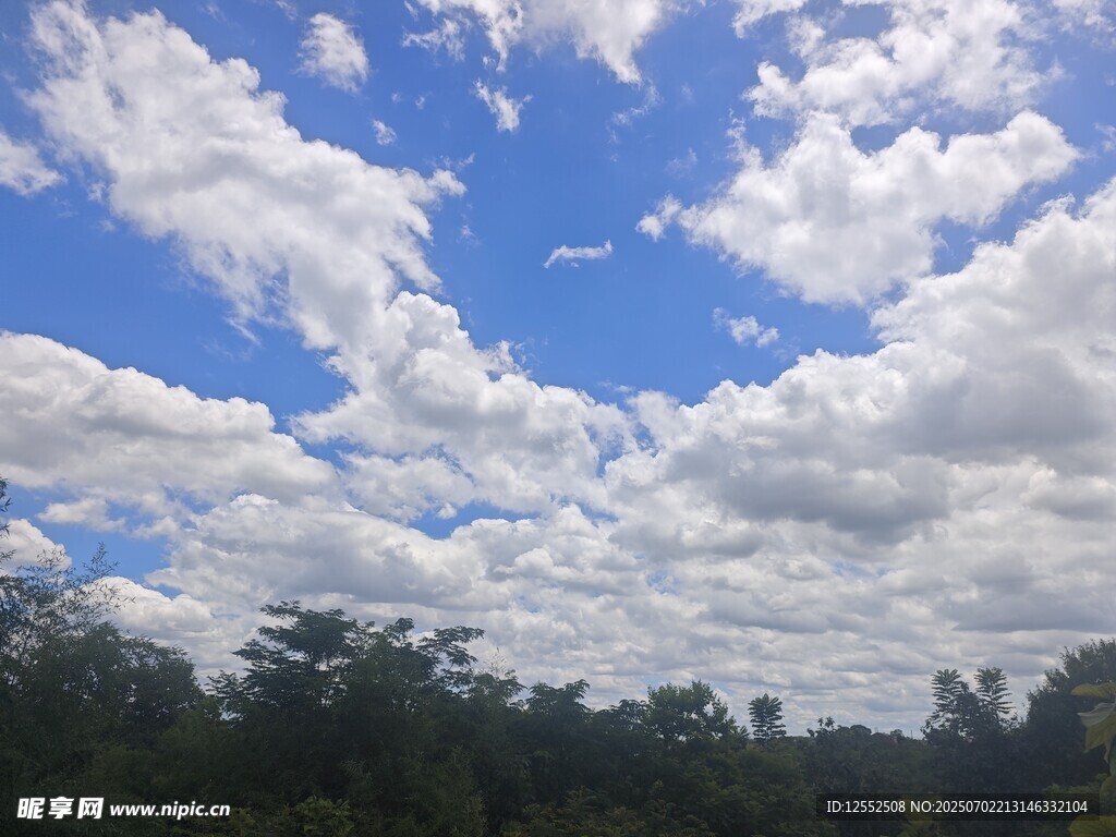 蓝天白云下的茂密树林