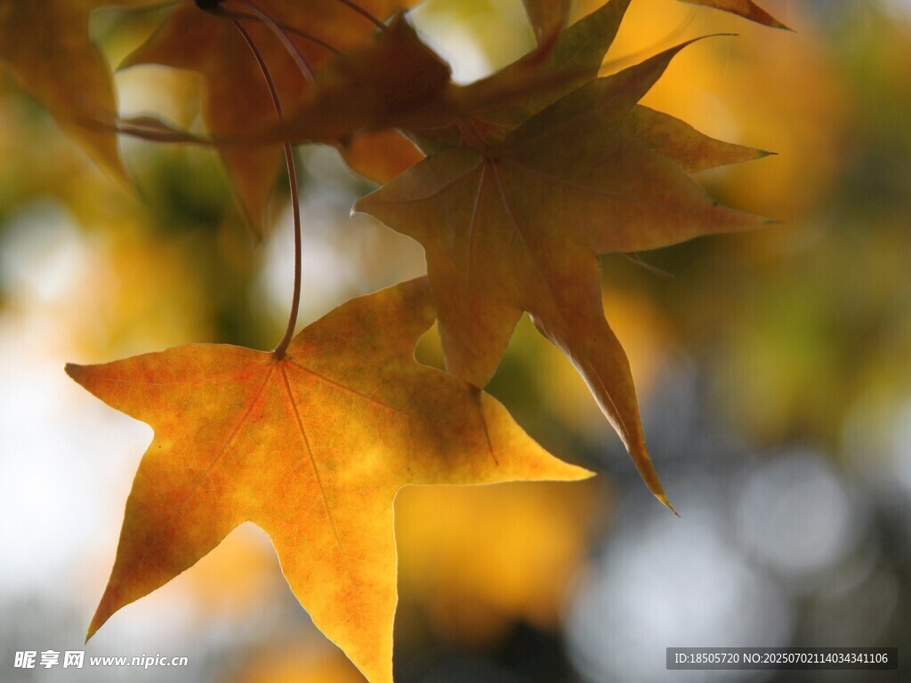 秋日金黄枫叶特写