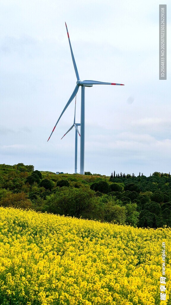 油菜花海中的风力发电机