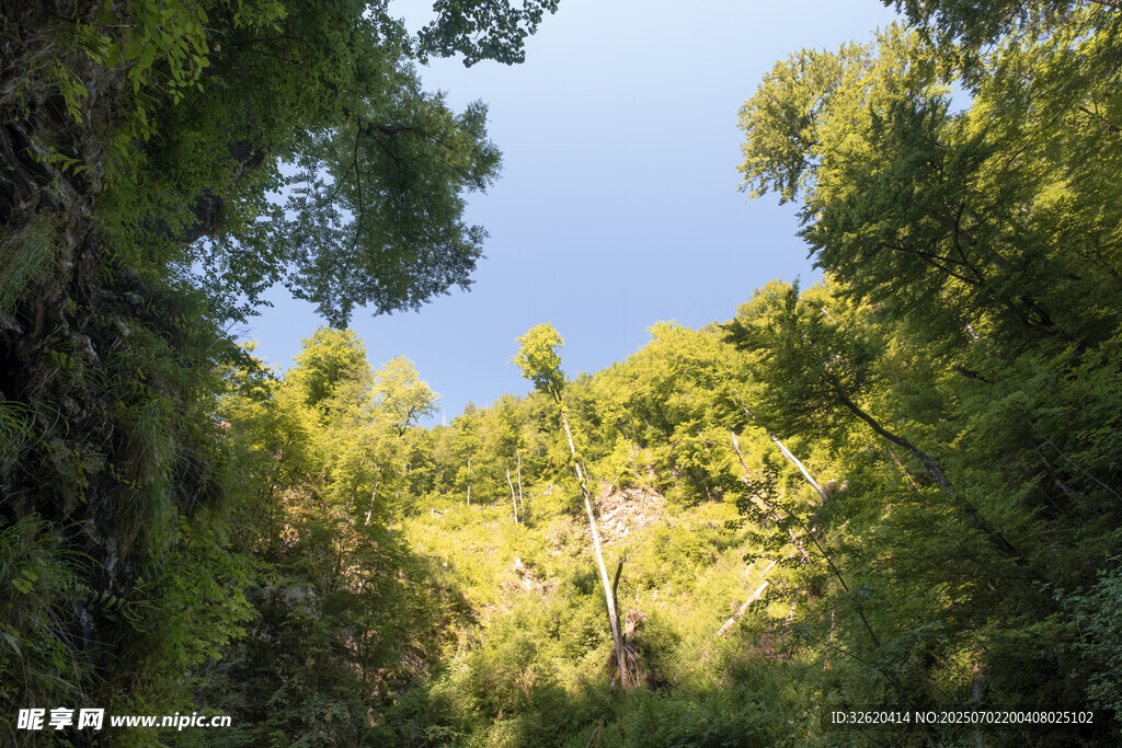 阳光洒落的茂密林间