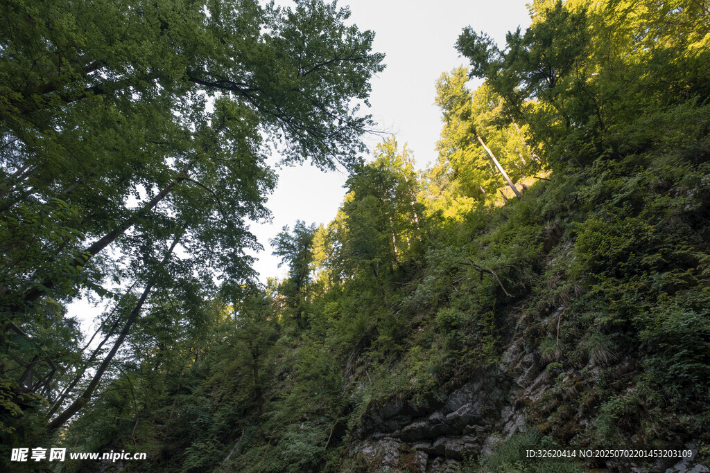 山林间的绿意景致
