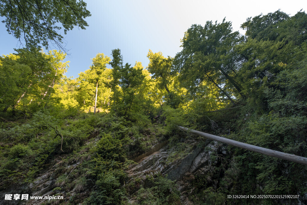 林间阳光洒落的自然景致