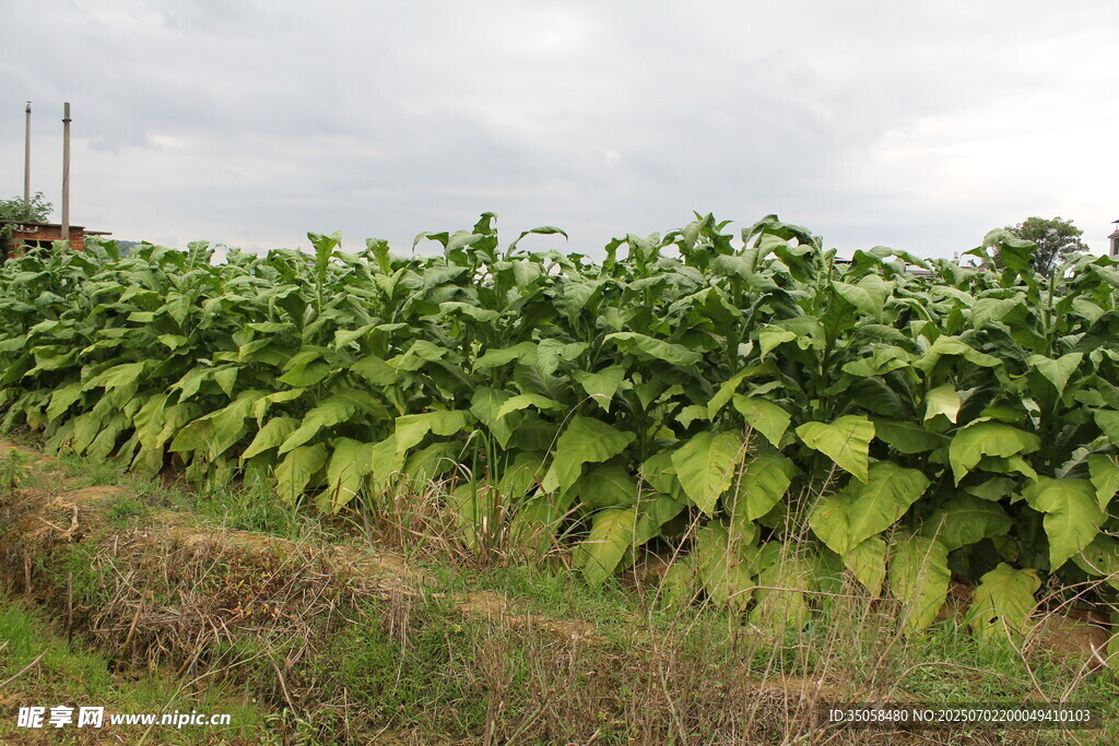 烟草田  