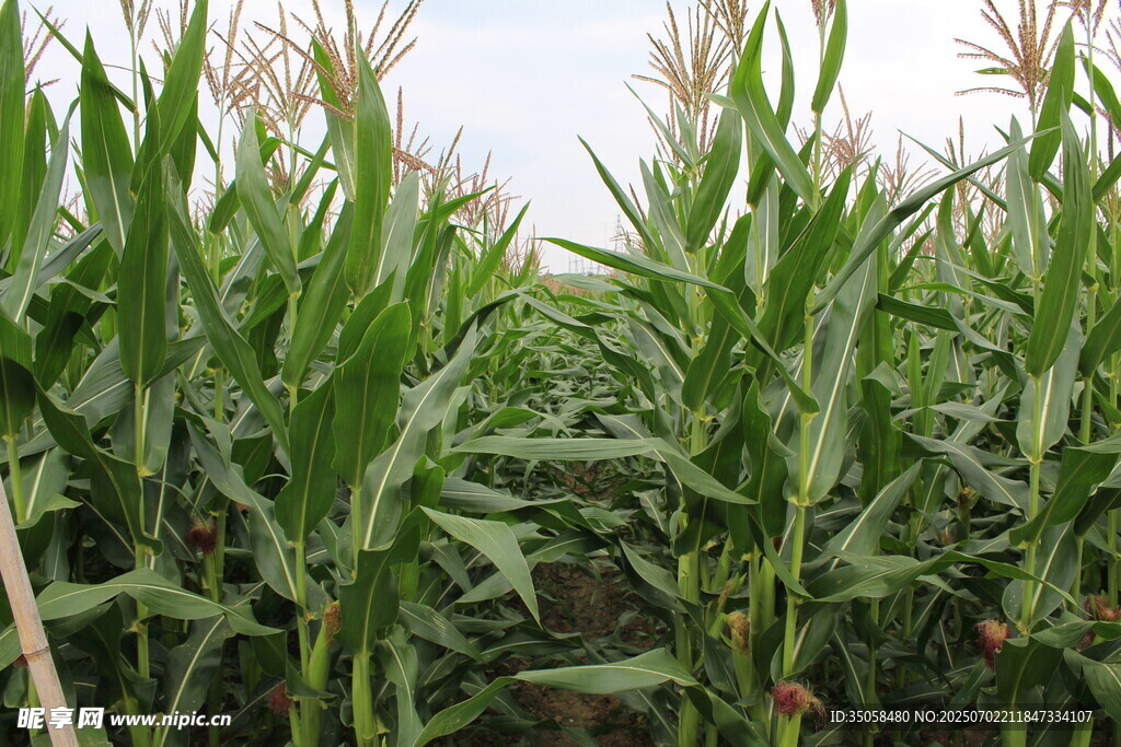 玉米田 