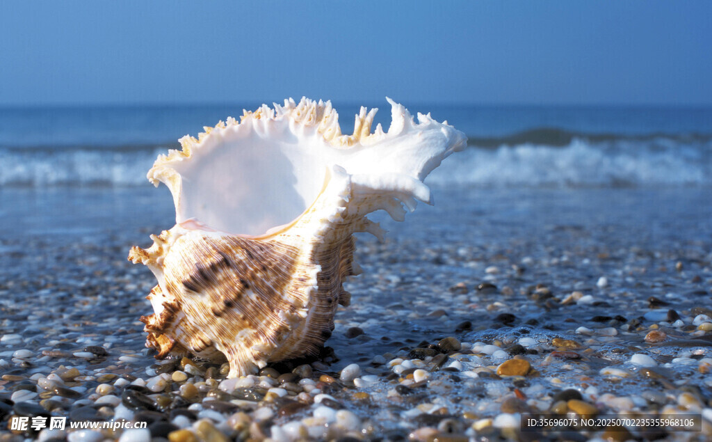 海滩上的精美海螺