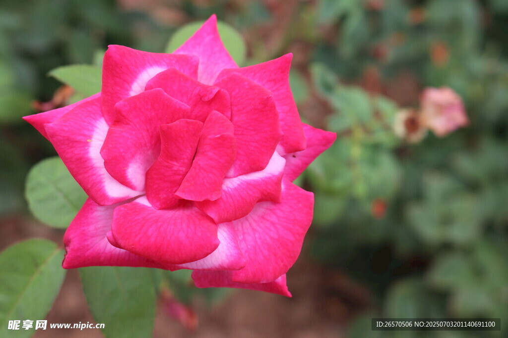 娇艳粉色玫瑰特写