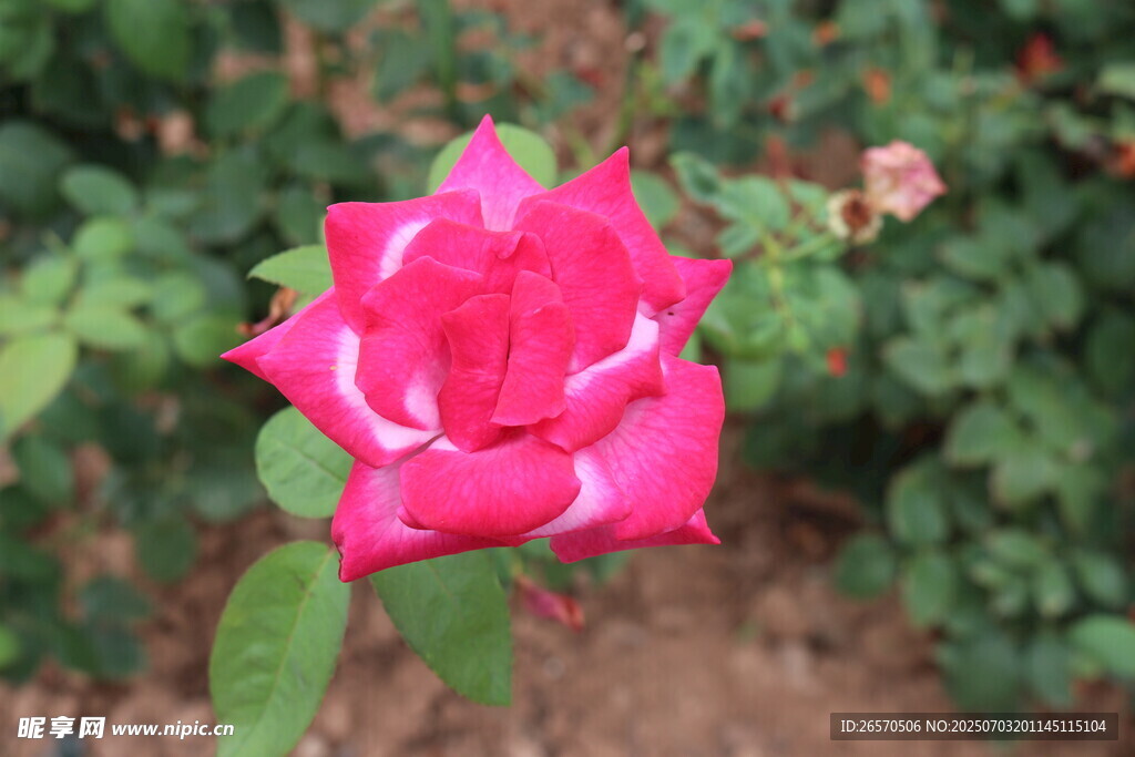 娇艳粉色月季花