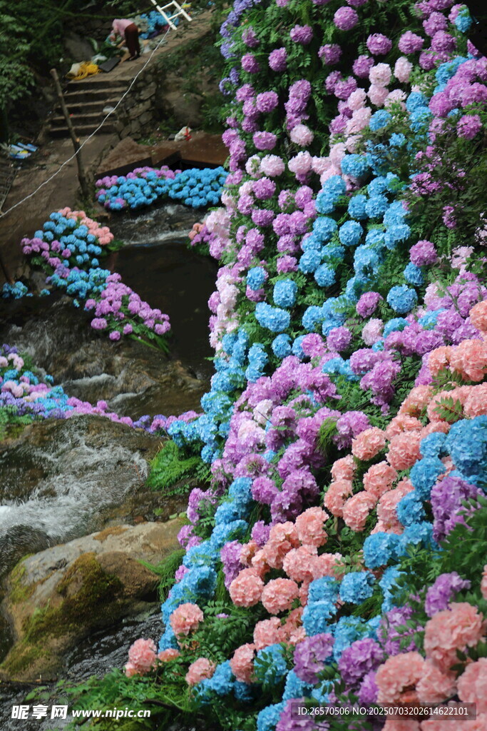 五彩绣球花装点山间小径