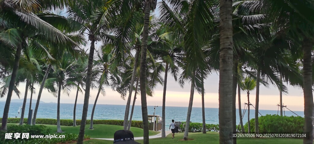 海边椰林美景