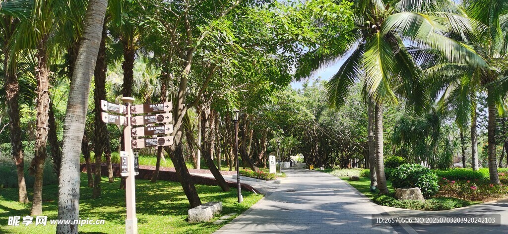 三亚林荫道