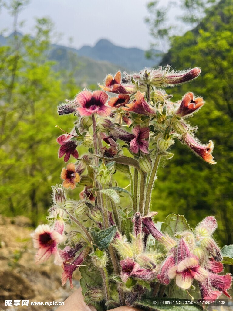 野外 地黄 花 美景
