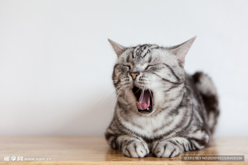 打哈欠的条纹猫咪