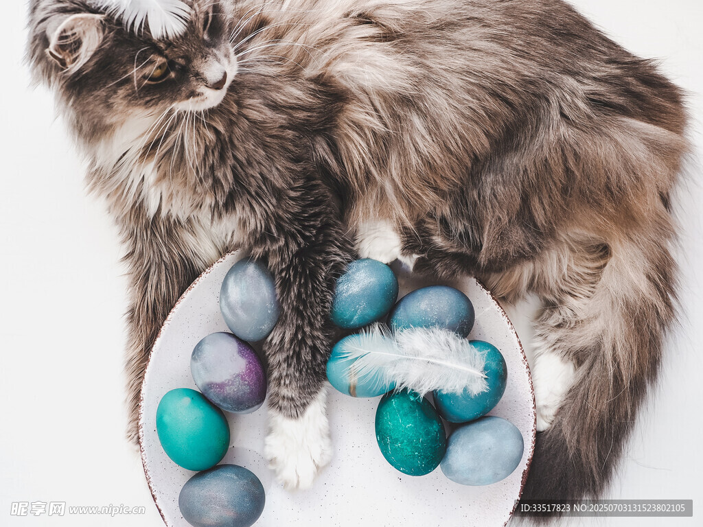 猫咪与彩蛋的温馨画面