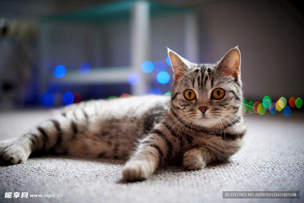 可爱猫咪惬意躺卧