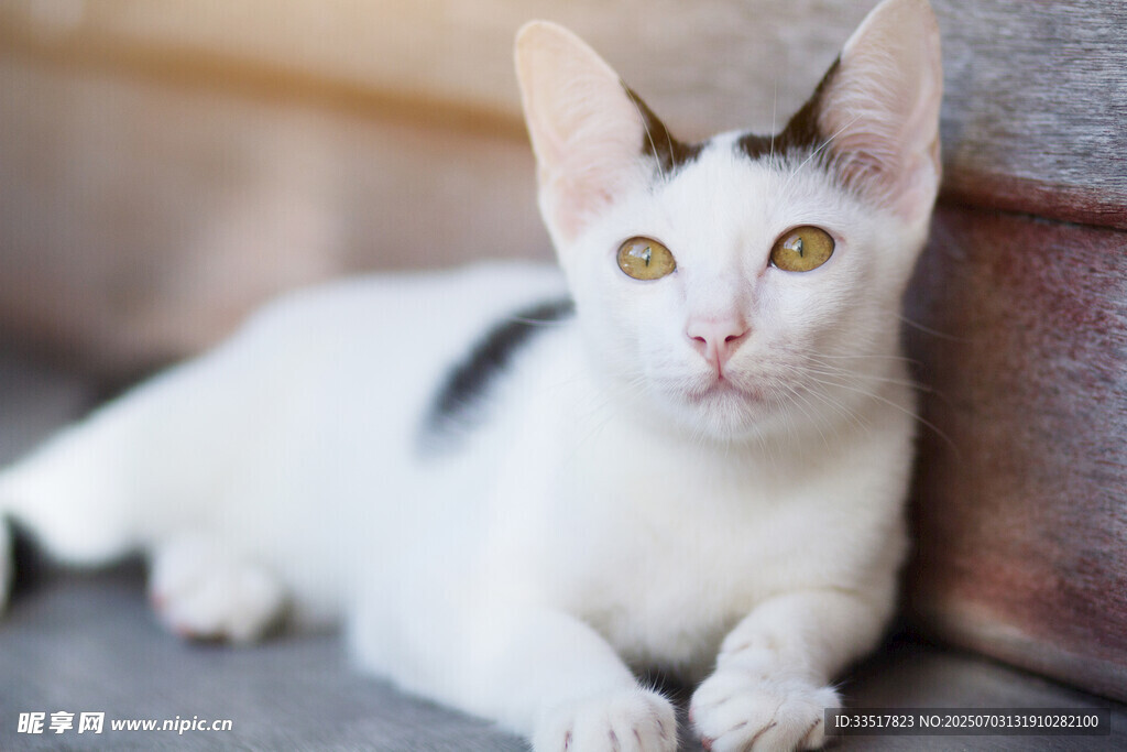 可爱小白猫趴卧姿态