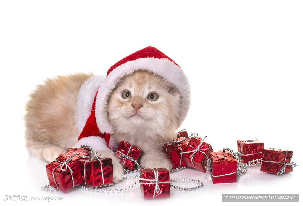 戴圣诞帽猫咪与礼物