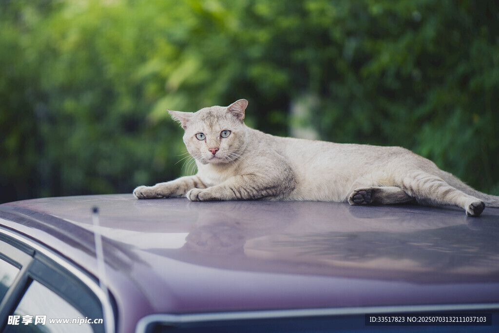 车顶休憩的猫咪