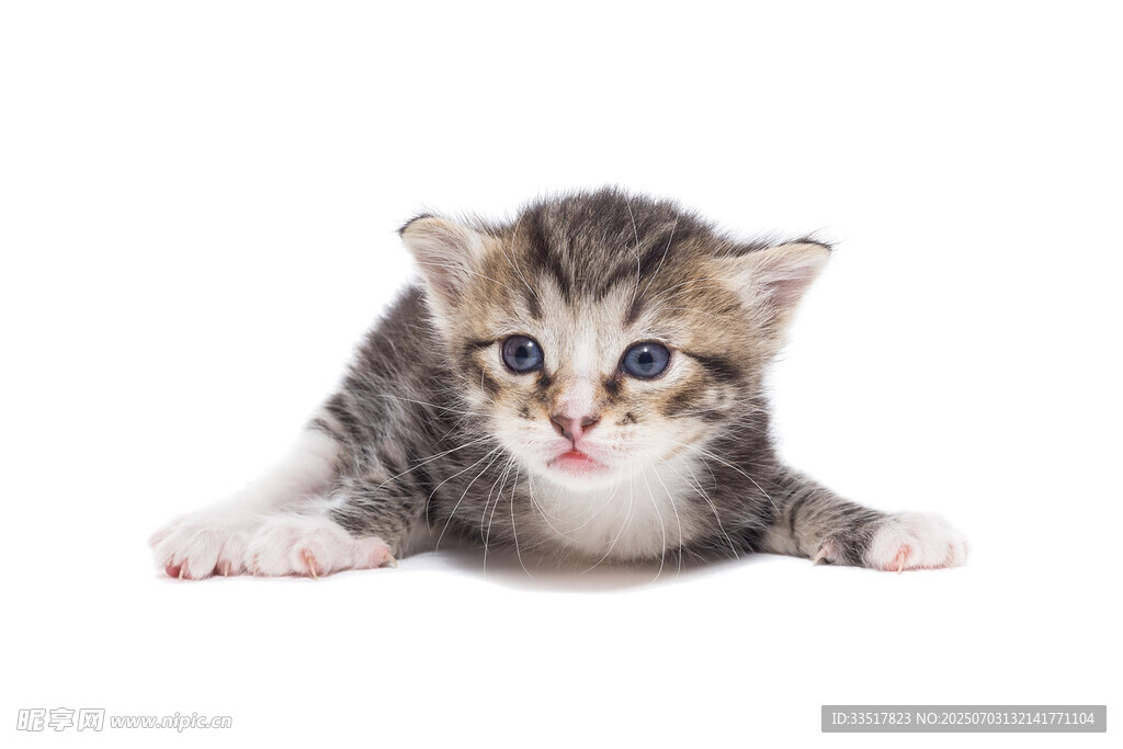 可爱小奶猫趴卧姿态