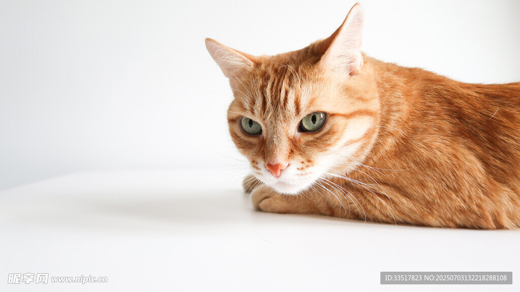 橘猫侧卧凝视镜头