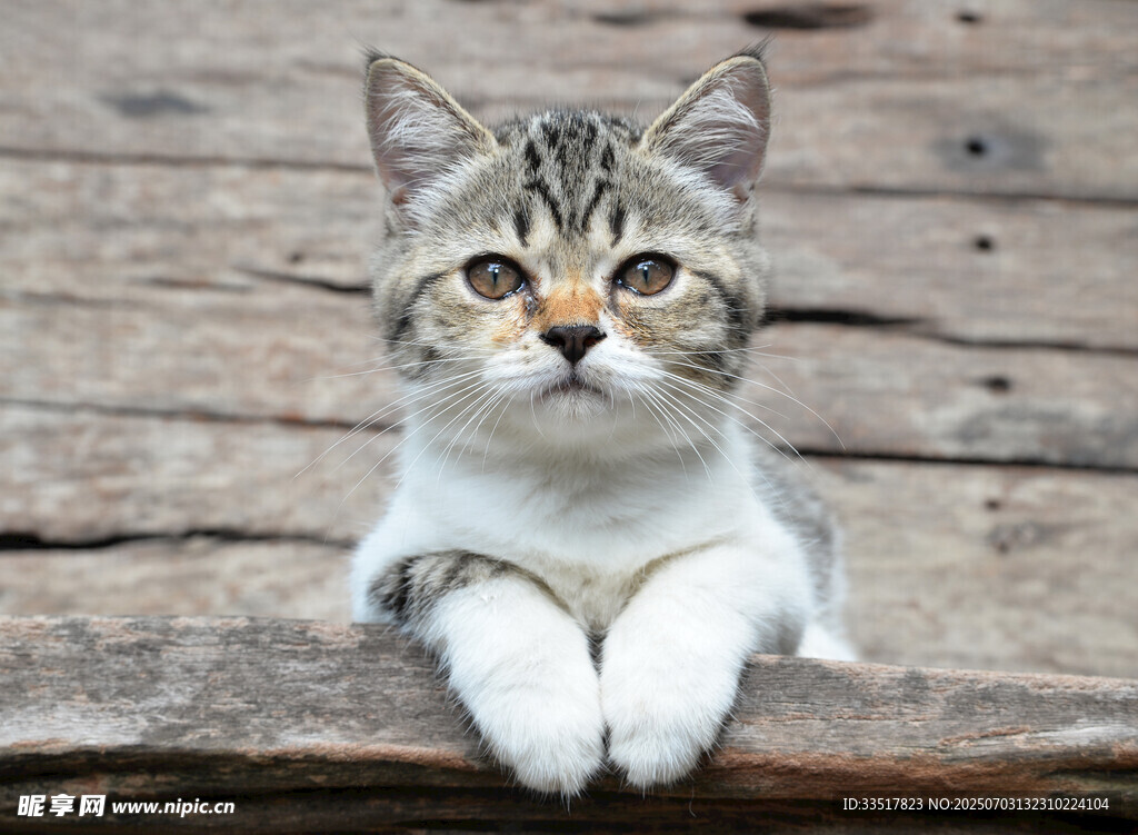 可爱猫咪趴于木质平台