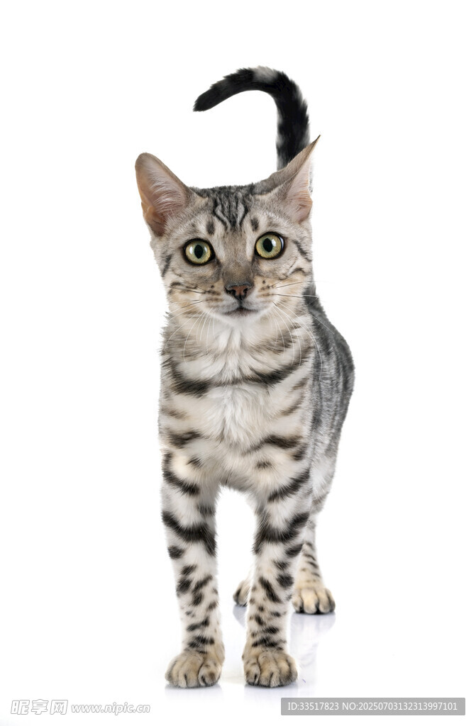 站立的条纹小猫