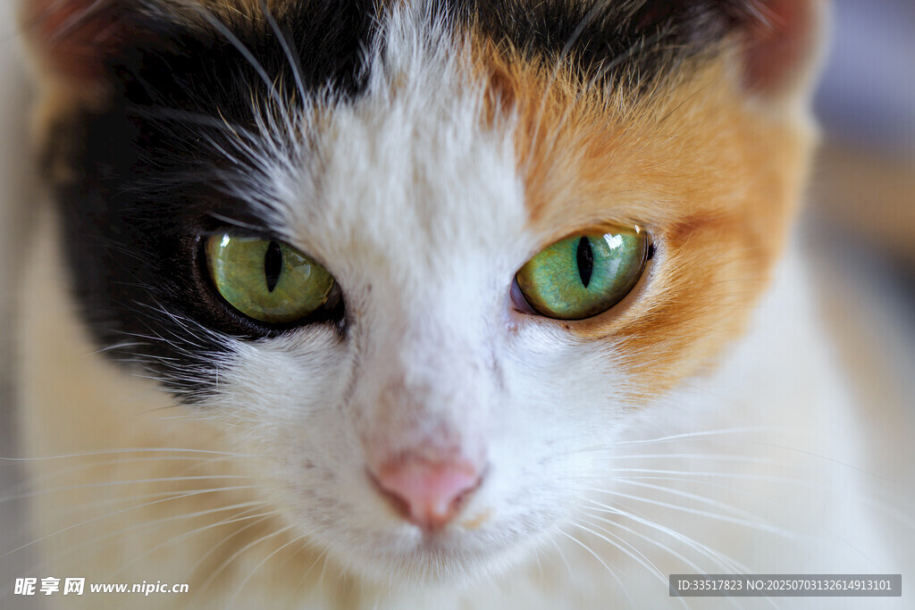 三色猫的绿色眼眸特写