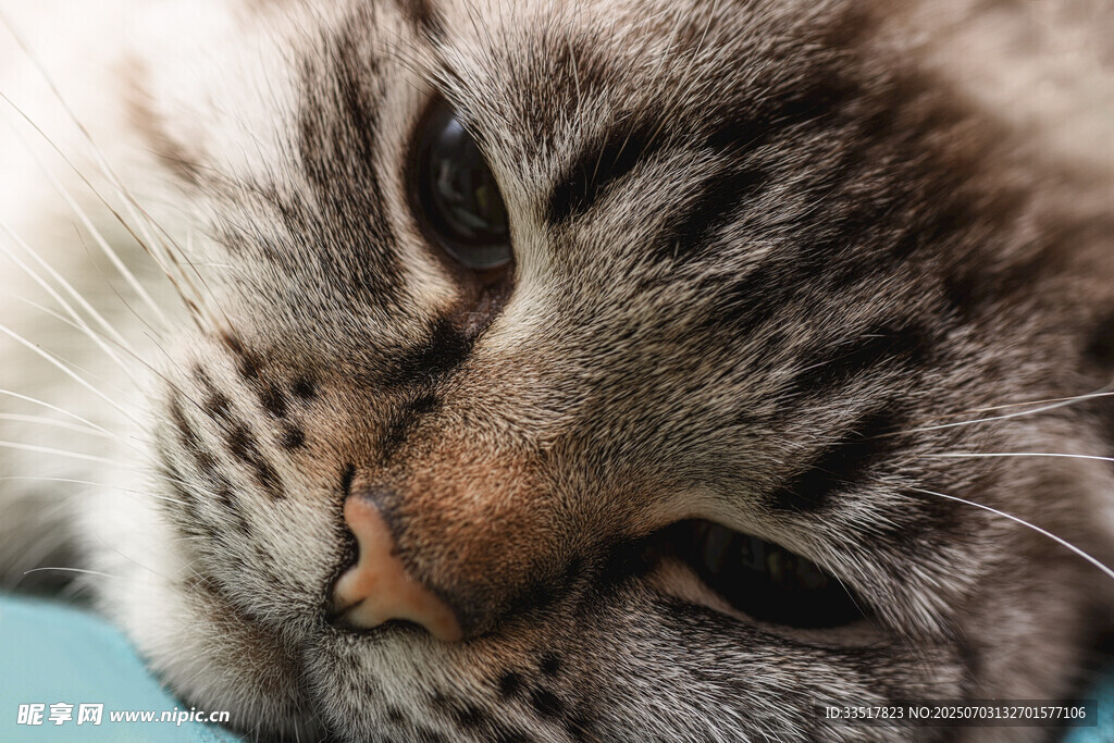 慵懒猫咪惬意休憩