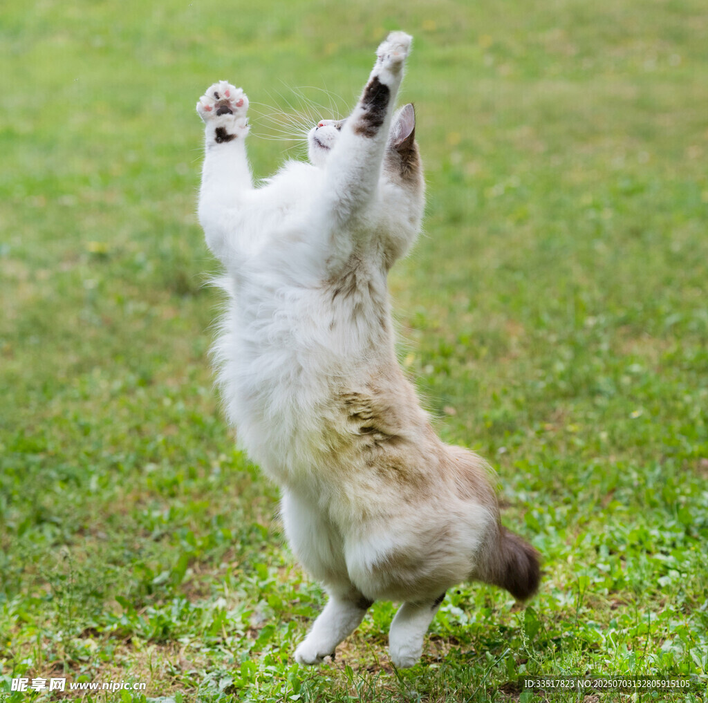 猫咪草地倒立萌态十足