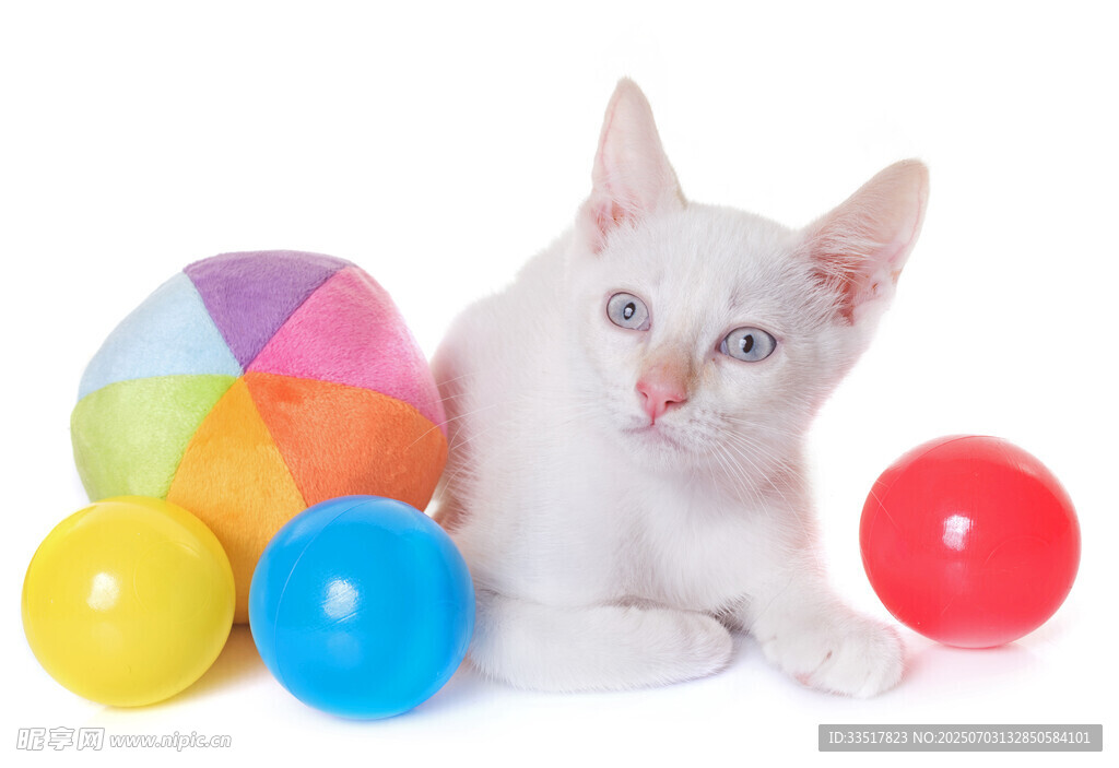 白猫与多彩玩具