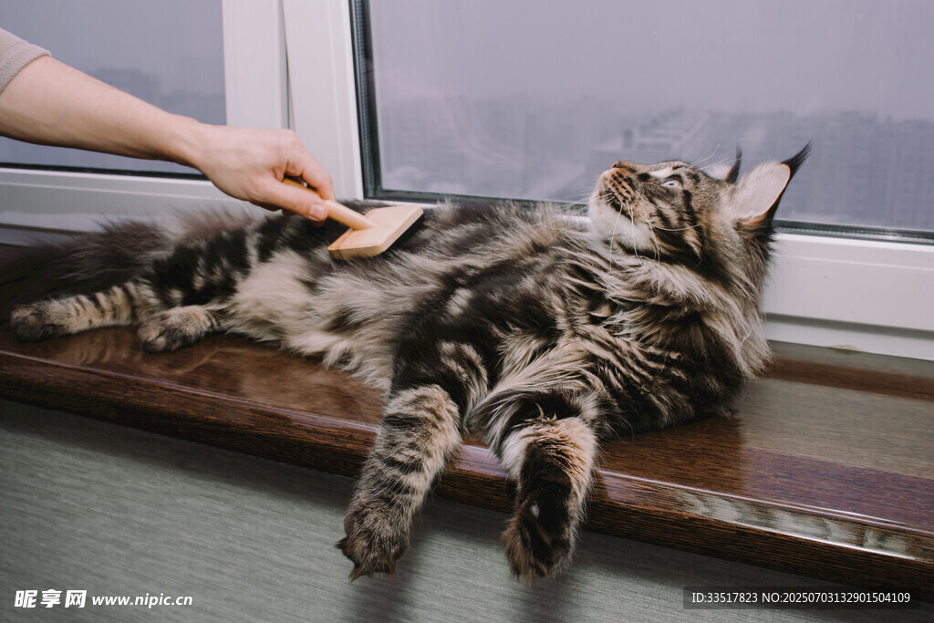 人猫互动猫咪惬意享受梳毛