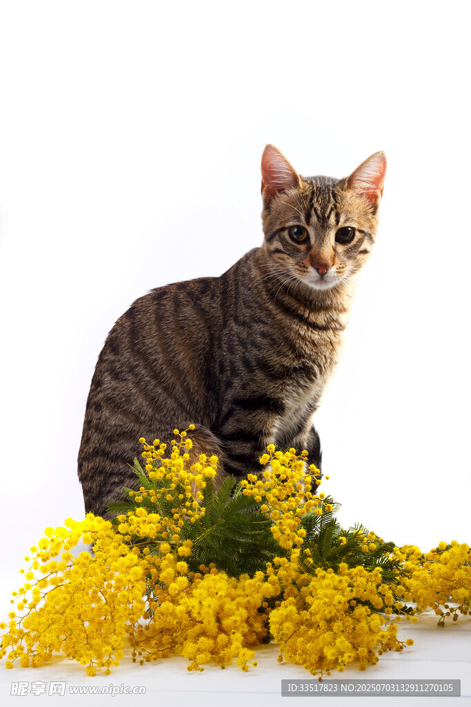 猫咪与黄色花卉的温馨画面