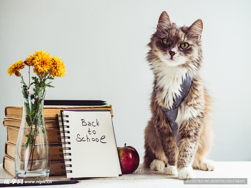 猫咪伴书与花的温馨场景
