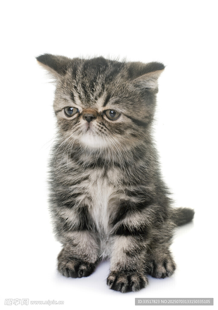 可爱小猫咪端坐