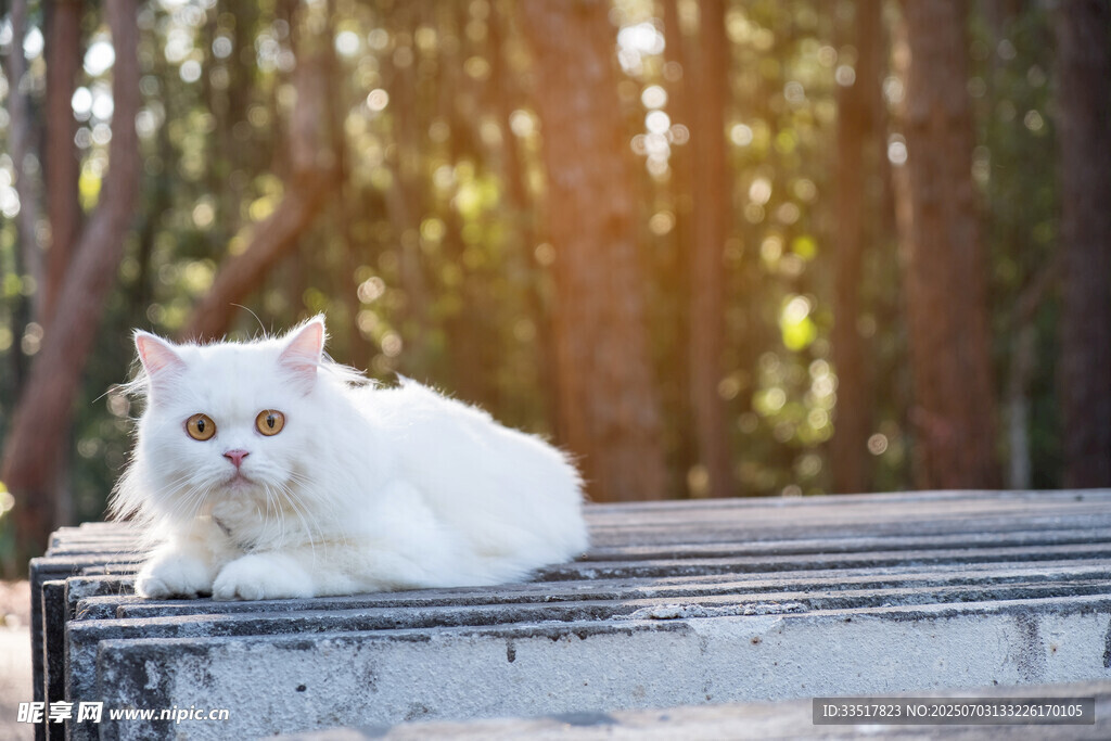 阳光下的白色猫咪