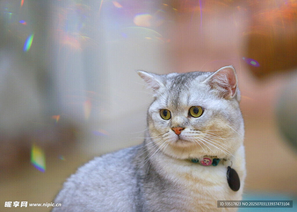 银渐层猫咪与梦幻光斑
