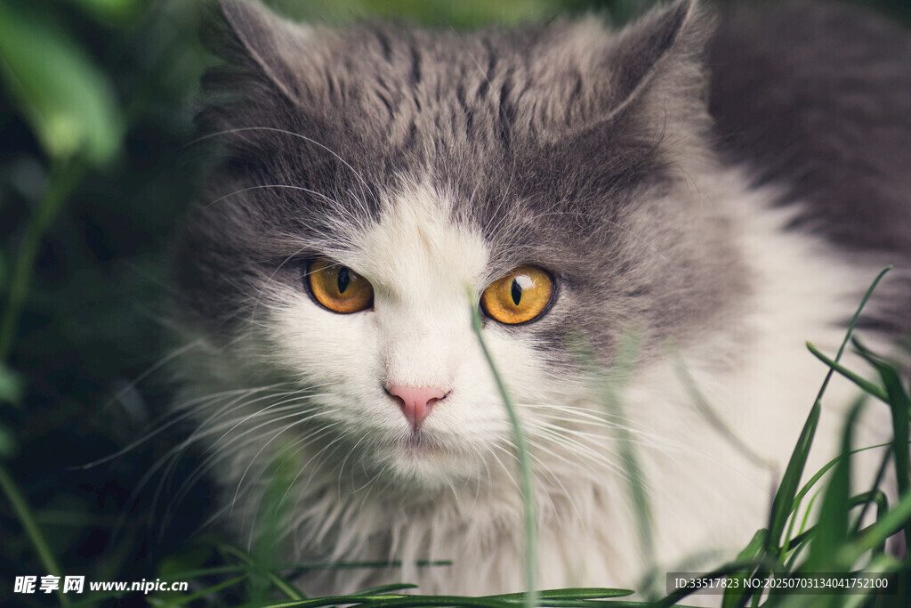 草丛中的灰白猫咪