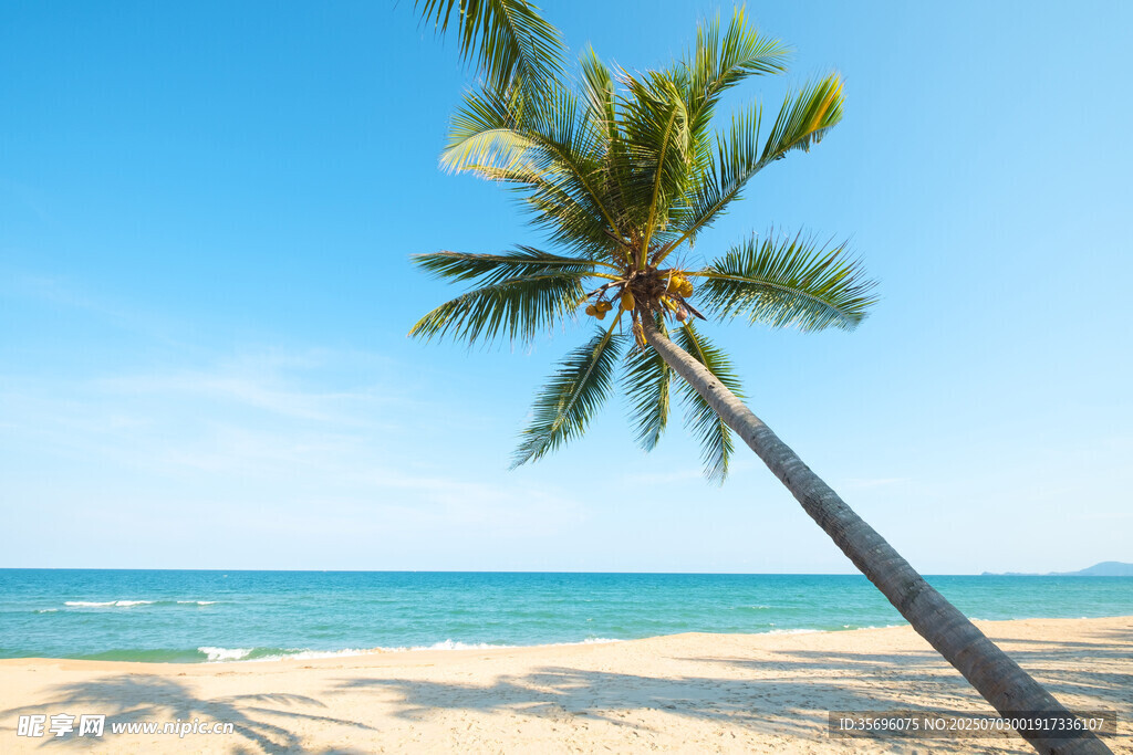 海边倾斜的椰子树美景