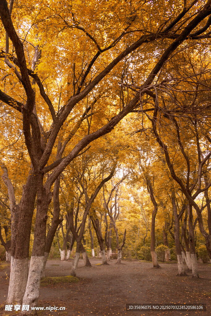 秋日金黄树林美景