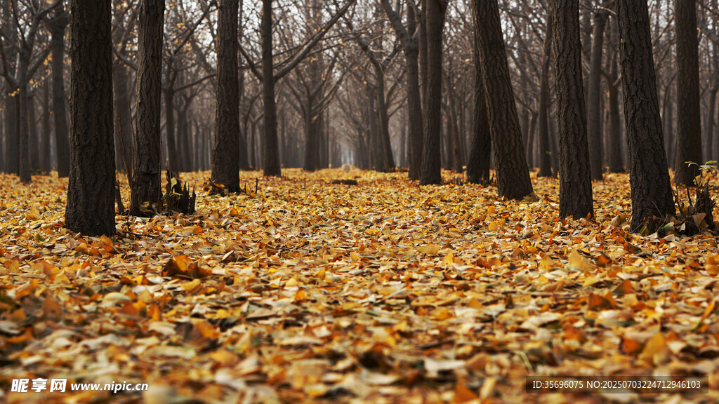秋日林间落叶铺就的美景
