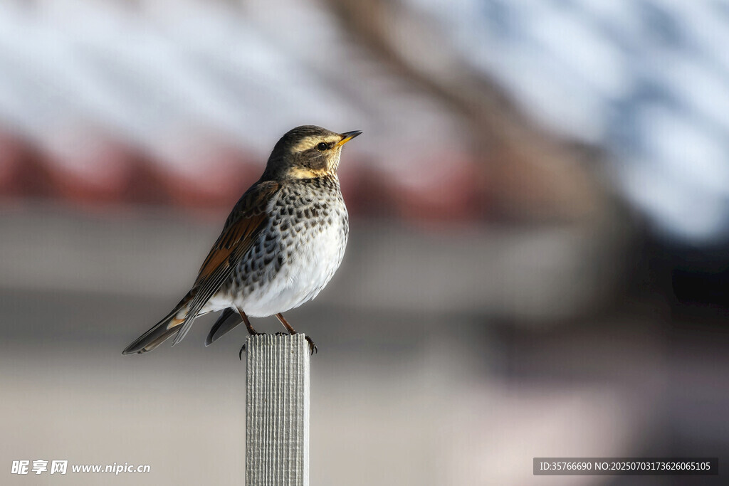 站在杆上鸣叫的美丽小鸟